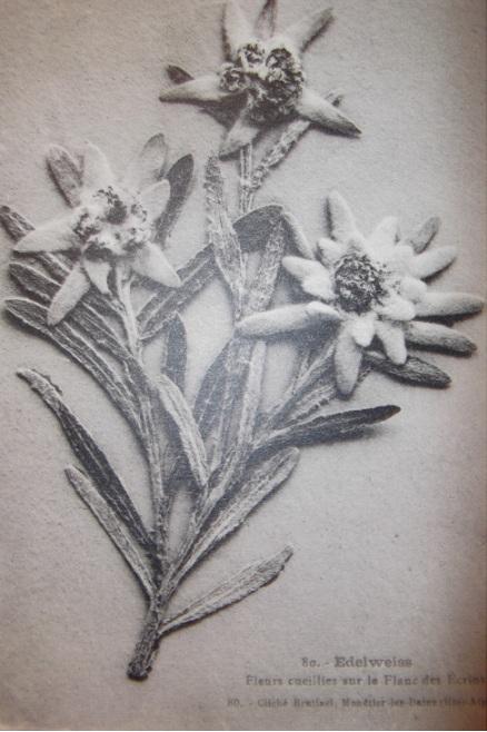 Edelweiss Fleurs ceuillies sur le Flanc des Ecrins