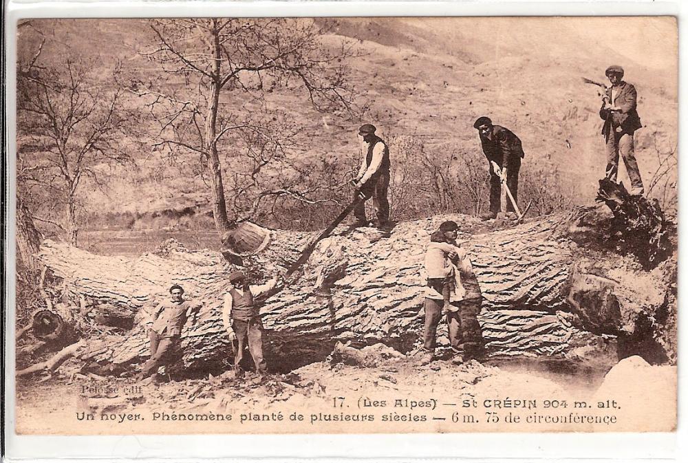 St Crépin 904m alt- Un Noyer Phénomème planté de plusieurs siècles- 6m75 de circonférence