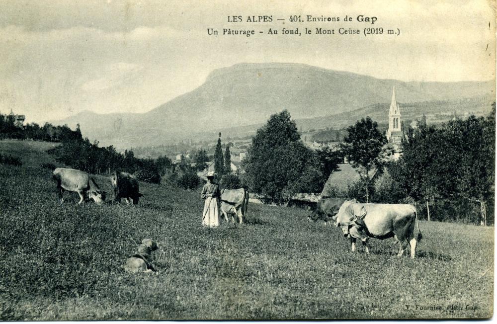 Environs de Gap Un Pâturage - au fond le mont Ceüse