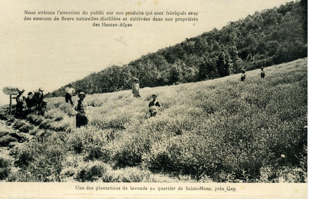 Une Plantation de Lavande au quartier de St Mens , près Gap